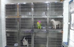 寵物服務 提升寵物生活品質(zhì)的全面指南