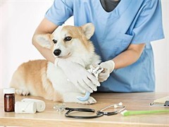 當1元遇到寵物醫(yī)院 是福利還是噱頭？