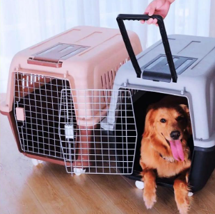 專業(yè)、安心之選 金山寵物貓托運服務全指南