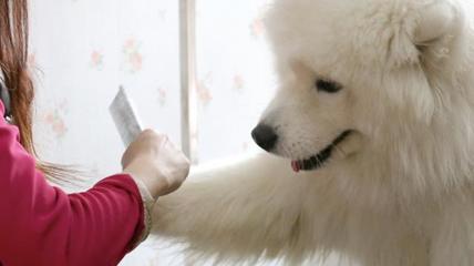 “寵物經(jīng)濟”也瘋狂 掘金千億藍海，寵物服務如何引領消費新風尚？