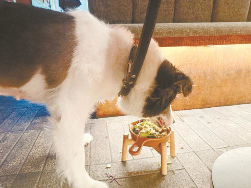 成都寵物友好餐廳受歡迎 寵物服務(wù)成城市新風(fēng)尚