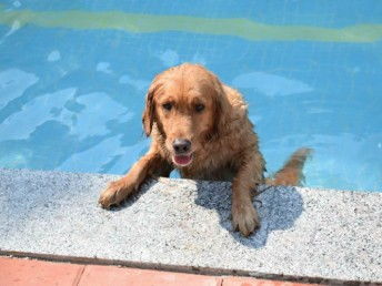 天河寵訓(xùn) 專業(yè)狗狗訓(xùn)犬基地，上門接送打造無憂訓(xùn)練體驗(yàn)